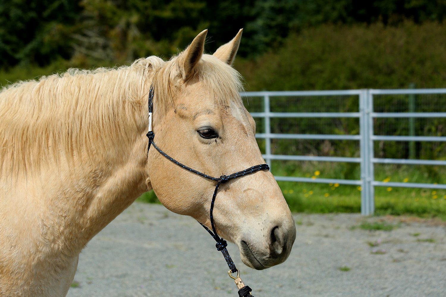 Horse Halter