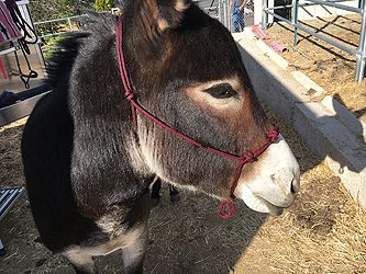 build a halter
