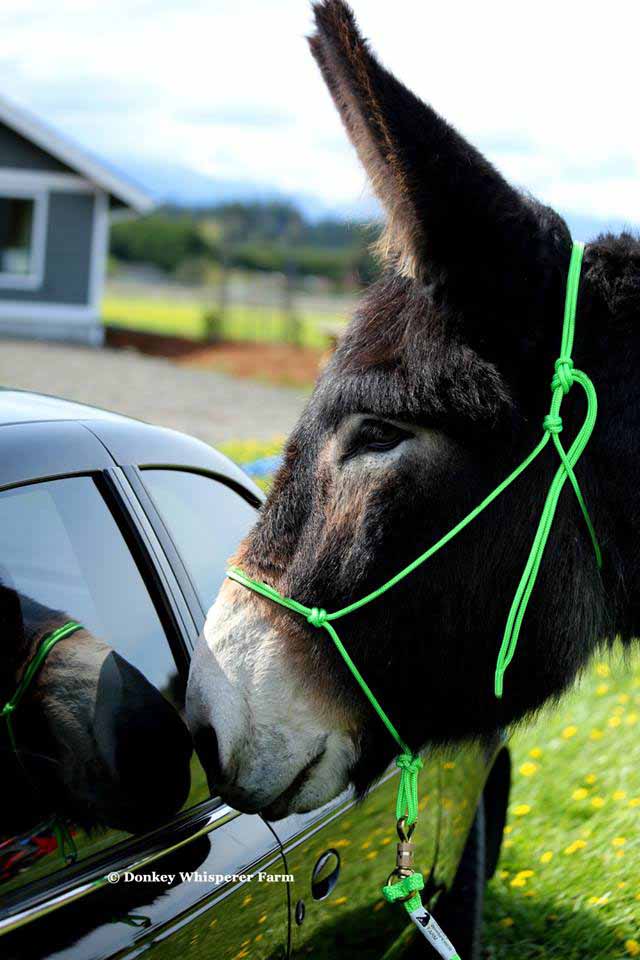 Donkey halter