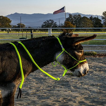 Standard donkey halter