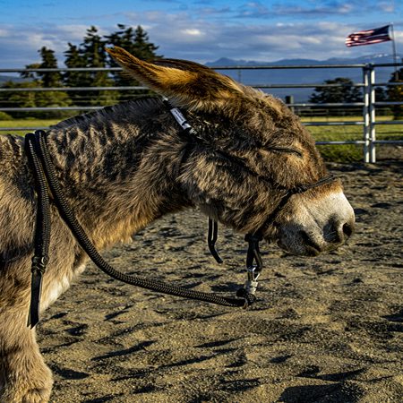 miniature donkey halter