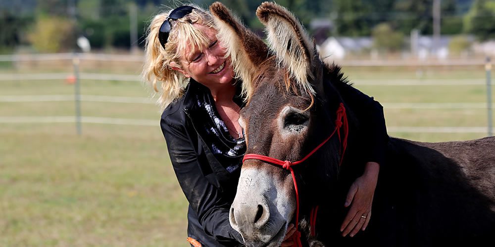 Standard donkey halter