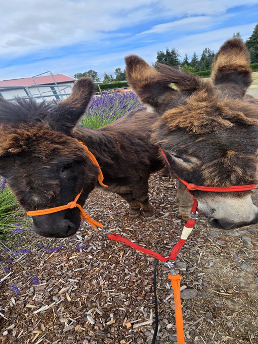 Link Line Walk two donkeys using one lead