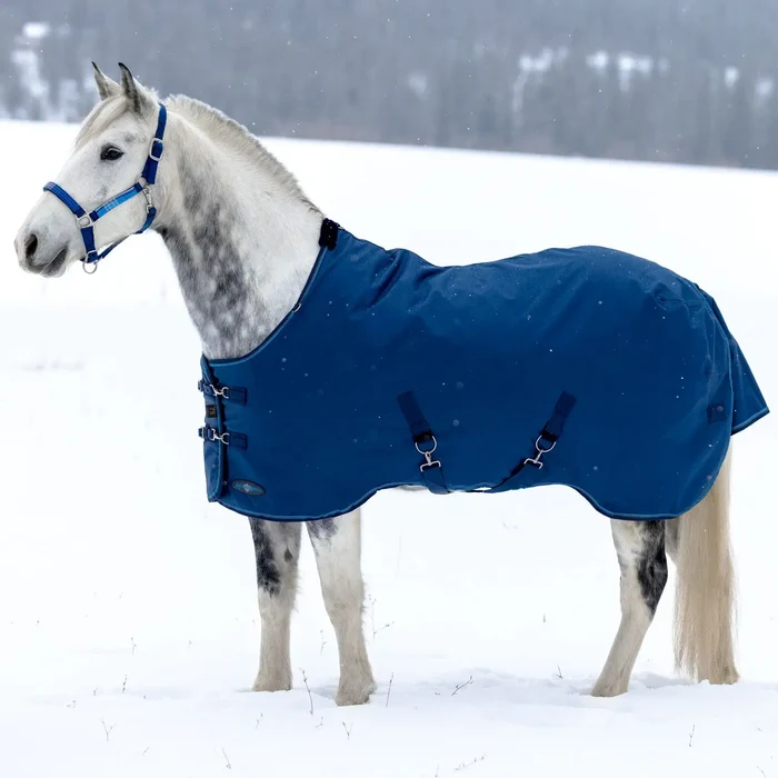 Horse blue blanket