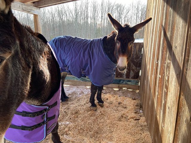 Mammoth donkey blanket purple