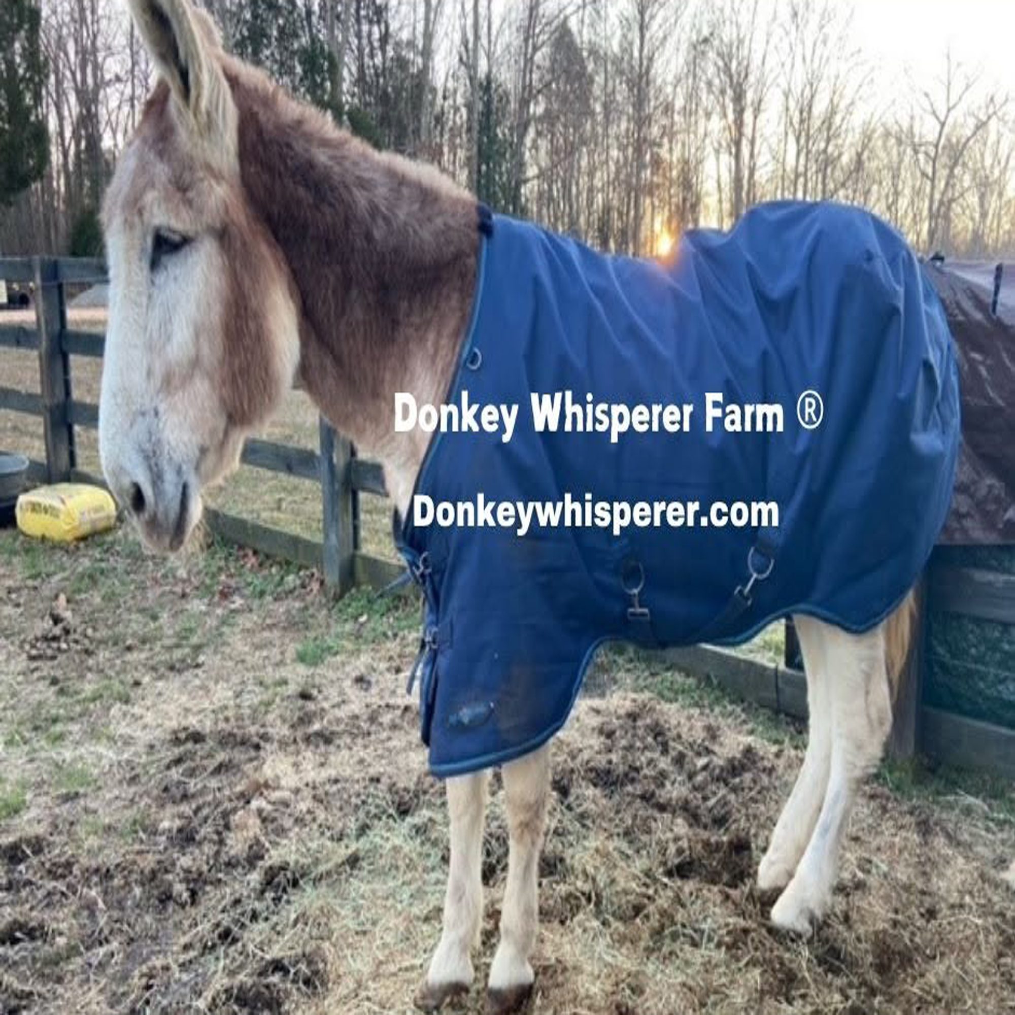 Mammoth donkey blanket blue