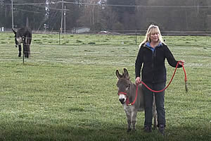 Donkey Training