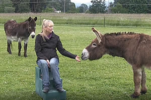 donkey trainiing